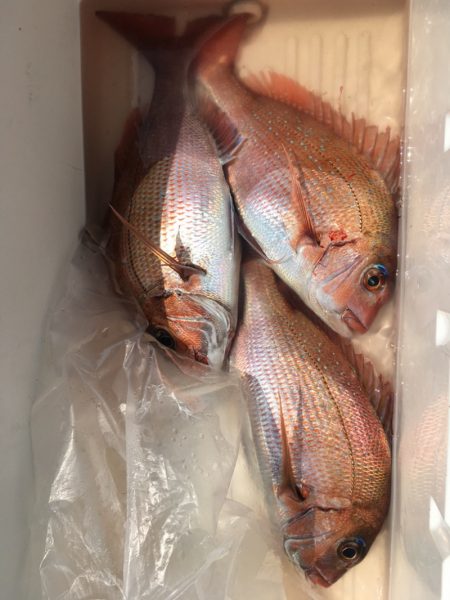 第二八坂丸 釣果