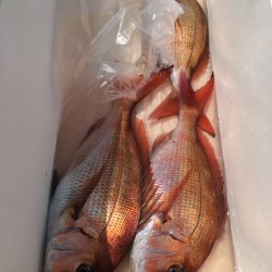 第二八坂丸 釣果