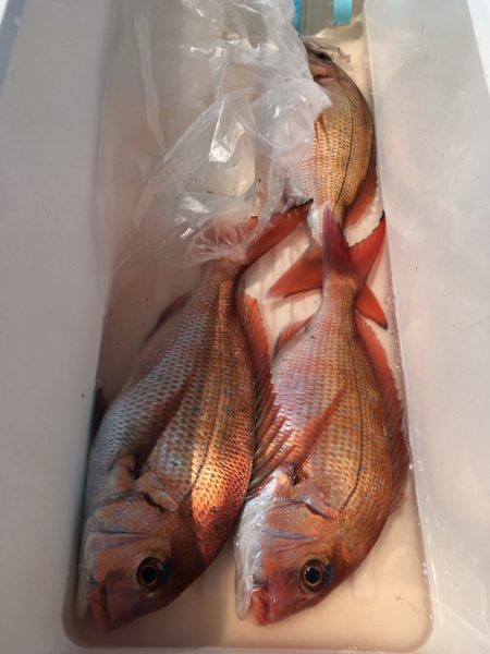 第二八坂丸 釣果