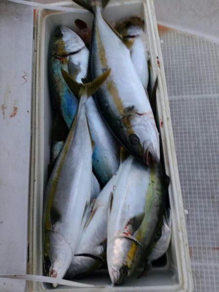 bay style 釣果