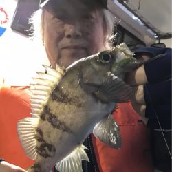 ヤザワ渡船 釣果