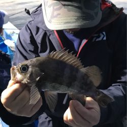 ヤザワ渡船 釣果