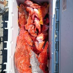 エンペラー 釣果