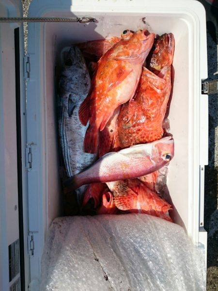 エンペラー 釣果