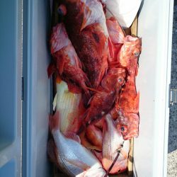 エンペラー 釣果