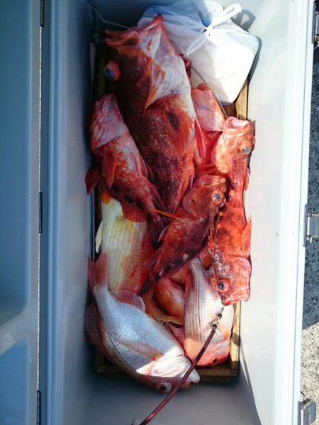 エンペラー 釣果