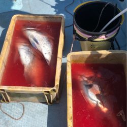 あみや渡船 JIGBOY 釣果