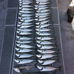 SeaRide(シーライド) 釣果