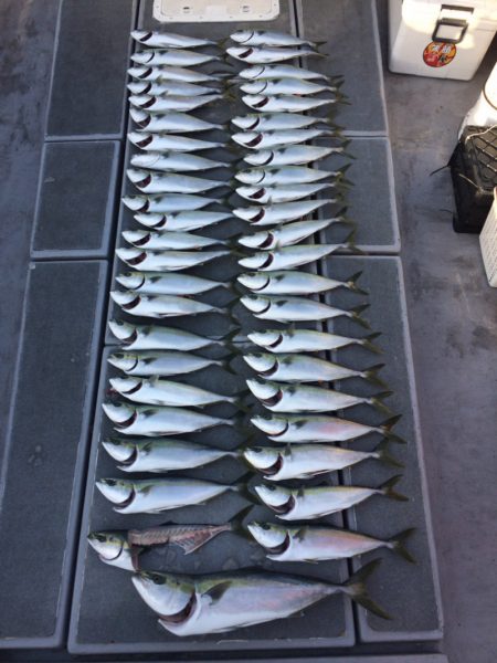 SeaRide(シーライド) 釣果