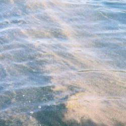 アマテラス 釣果