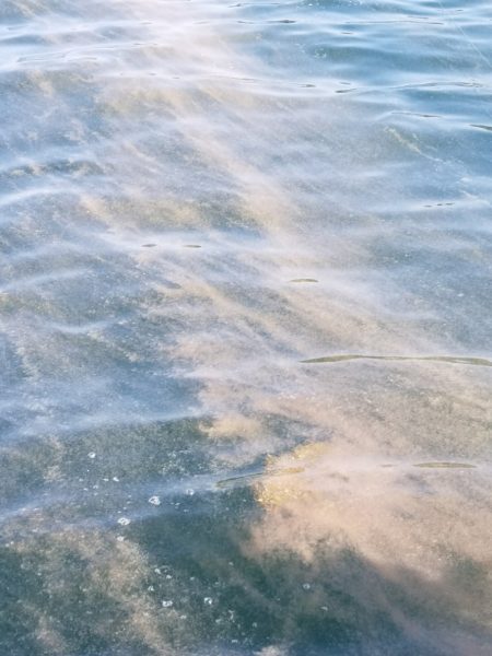 アマテラス 釣果