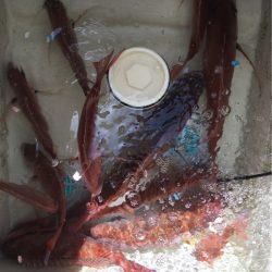 末広丸(熊本) 釣果