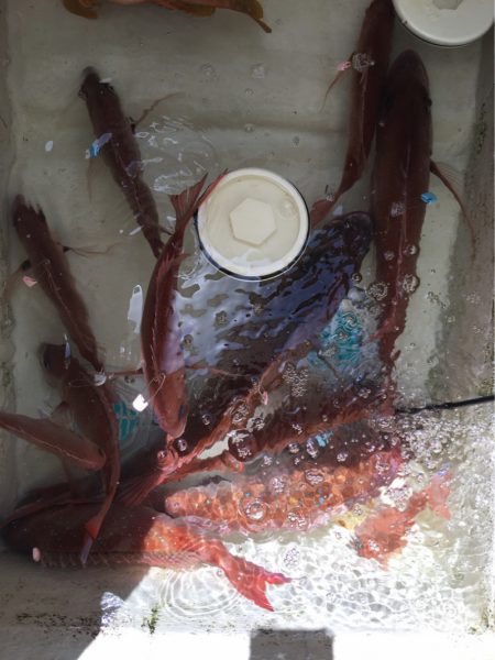 末広丸(熊本) 釣果