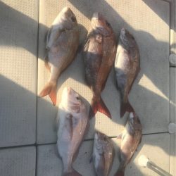 遊漁船メテオ 釣果