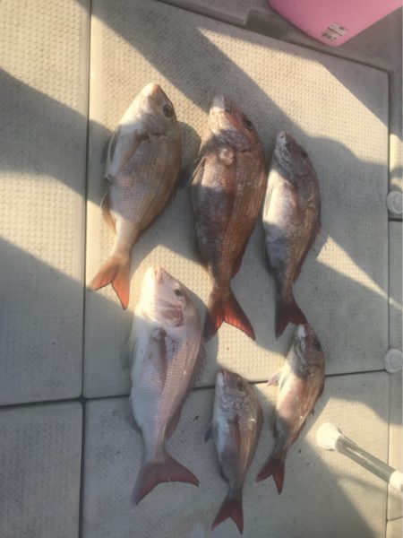 遊漁船メテオ 釣果