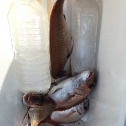 第二八坂丸 釣果