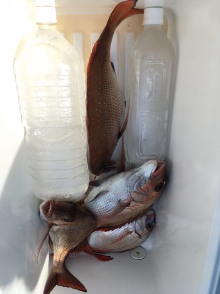 第二八坂丸 釣果