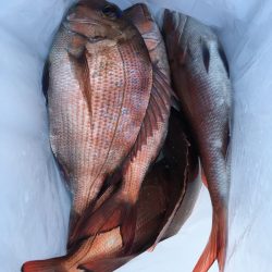 第二八坂丸 釣果