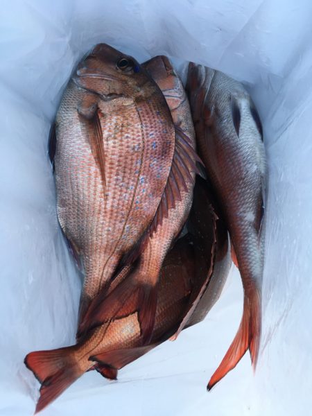 第二八坂丸 釣果