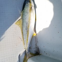 アマテラス 釣果