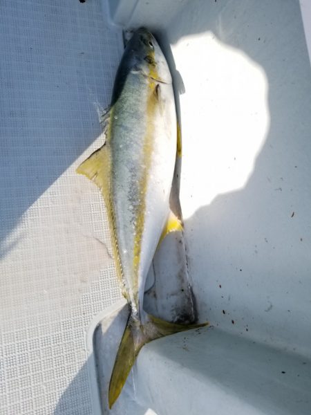 アマテラス 釣果