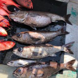 ＴＡＲＯＭＡＲＵ 釣果