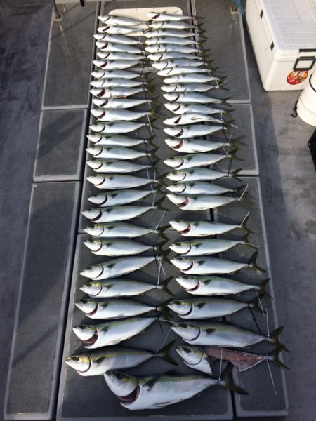 SeaRide(シーライド) 釣果