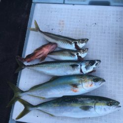 エムズジャーク（M’s JERK） 釣果