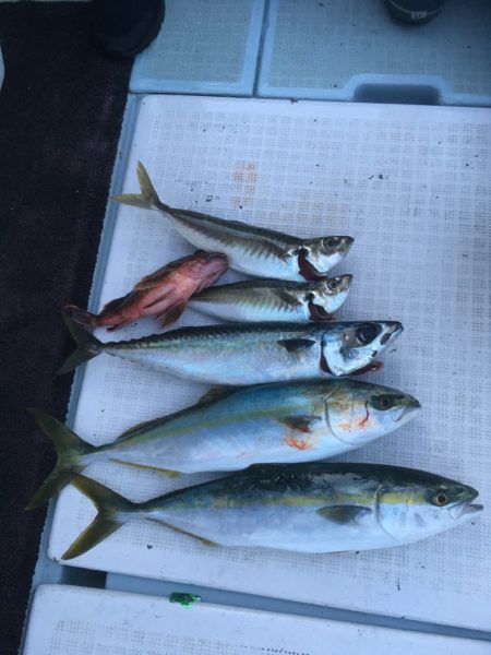 エムズジャーク（M's JERK…