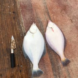 シーランチ 釣果