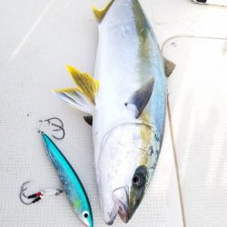 アマテラス 釣果