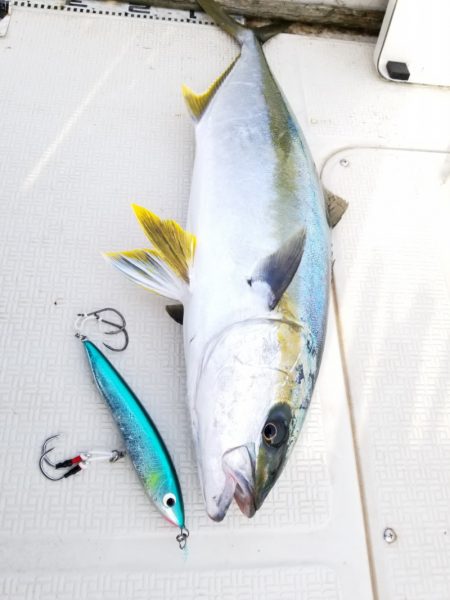 アマテラス 釣果