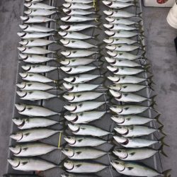 SeaRide(シーライド) 釣果