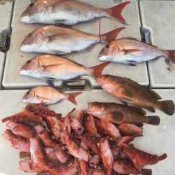 末広丸(熊本) 釣果