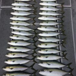 SeaRide(シーライド) 釣果