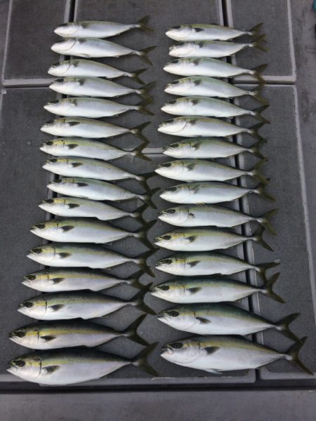 SeaRide(シーライド) 釣果