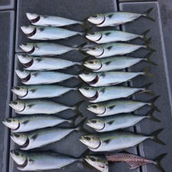 SeaRide(シーライド) 釣果