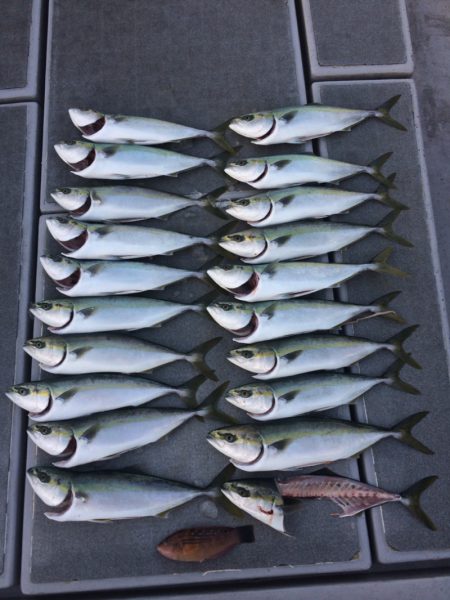 SeaRide(シーライド) 釣果