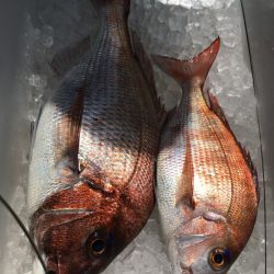 第二八坂丸 釣果