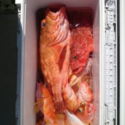 エンペラー 釣果