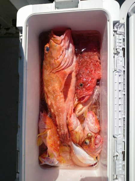 エンペラー 釣果