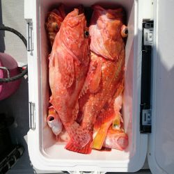 エンペラー 釣果