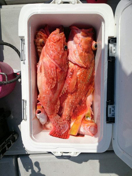 エンペラー 釣果