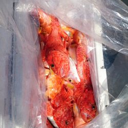 エンペラー 釣果