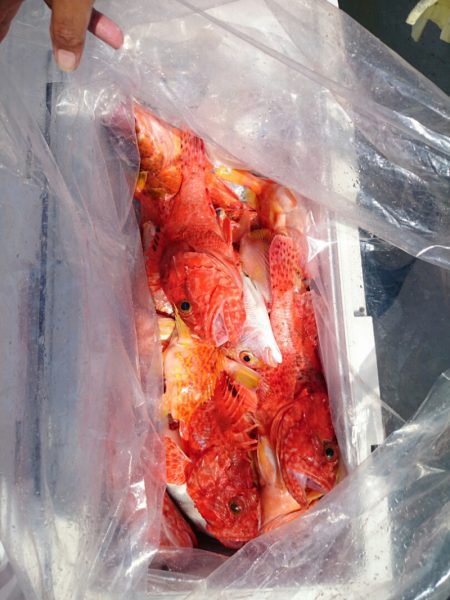 エンペラー 釣果