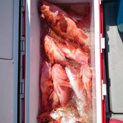 エンペラー 釣果