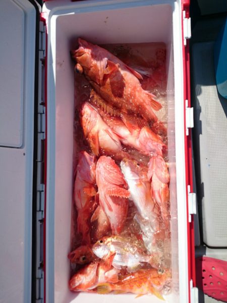 エンペラー 釣果