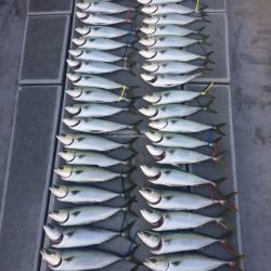 SeaRide(シーライド) 釣果