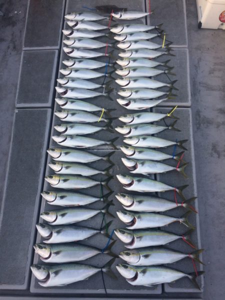 SeaRide(シーライド) 釣果