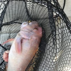 遊漁船メテオ 釣果